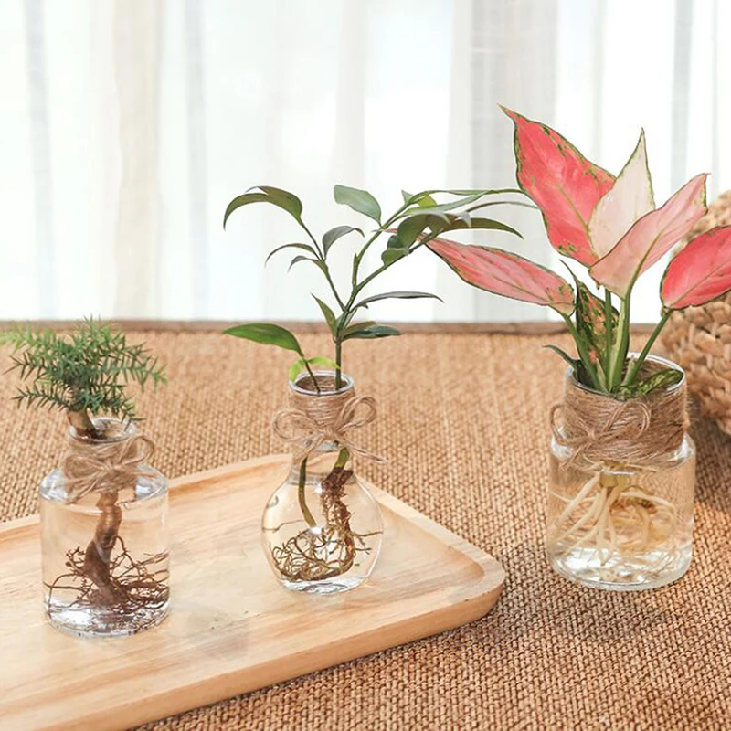 Transparent Flower Pot Hydroponic Green Dill Plastic Flower Pot Simple Flowerpot
Transparent Flower Pot Hydroponic Green Dill Plastic Flower Pot Simple Flowerpot