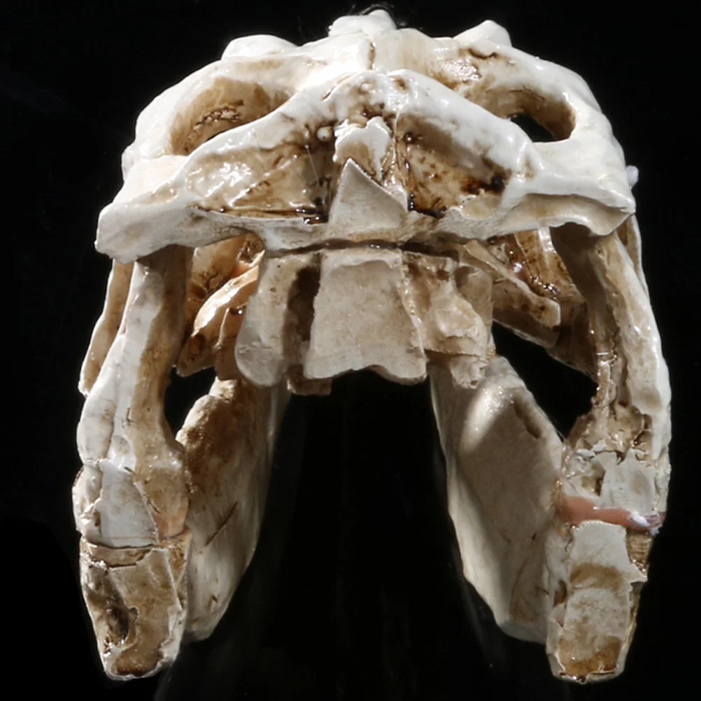 Dinosaur Skull Resin Skull Specimen Ornament Decorative Display for Lab Study Home Teaching Head
Dinosaur Skull Resin Skull Specimen Ornament Decorative Display for Lab Study Home Teaching Head