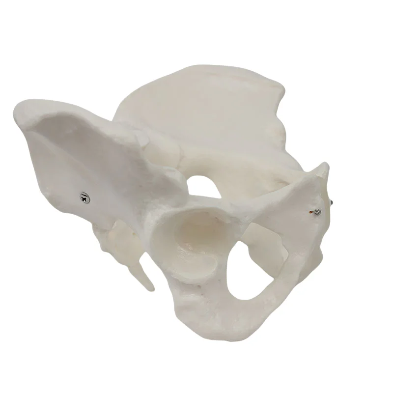 Женская модель таза, скелет тазового органа, анатомическая структура, обучающая модель здания, модель женского скелета
Женская модель таза, скелет тазового органа, анатомическая структура, обучающая модель здания, модель женского скелета