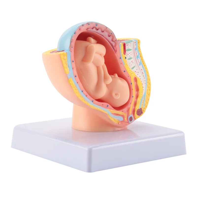A23F-Human Pregnancy Fetal Development 9Th Month Embryonic Pelvic Model Fetus Foetus Pregnancy Anatomy Of The Placenta Model
A23F-Human Pregnancy Fetal Development 9Th Month Embryonic Pelvic Model Fetus Foetus Pregnancy Anatomy Of The Placenta Model