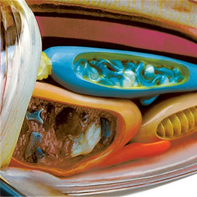 Модель акулы-анатомическая модель животного - Анатомическая модель 20 съемных органов и части тела Модель обучения биологии
Модель акулы-анатомическая модель животного - Анатомическая модель 20 съемных органов и части тела Модель обучения биологии