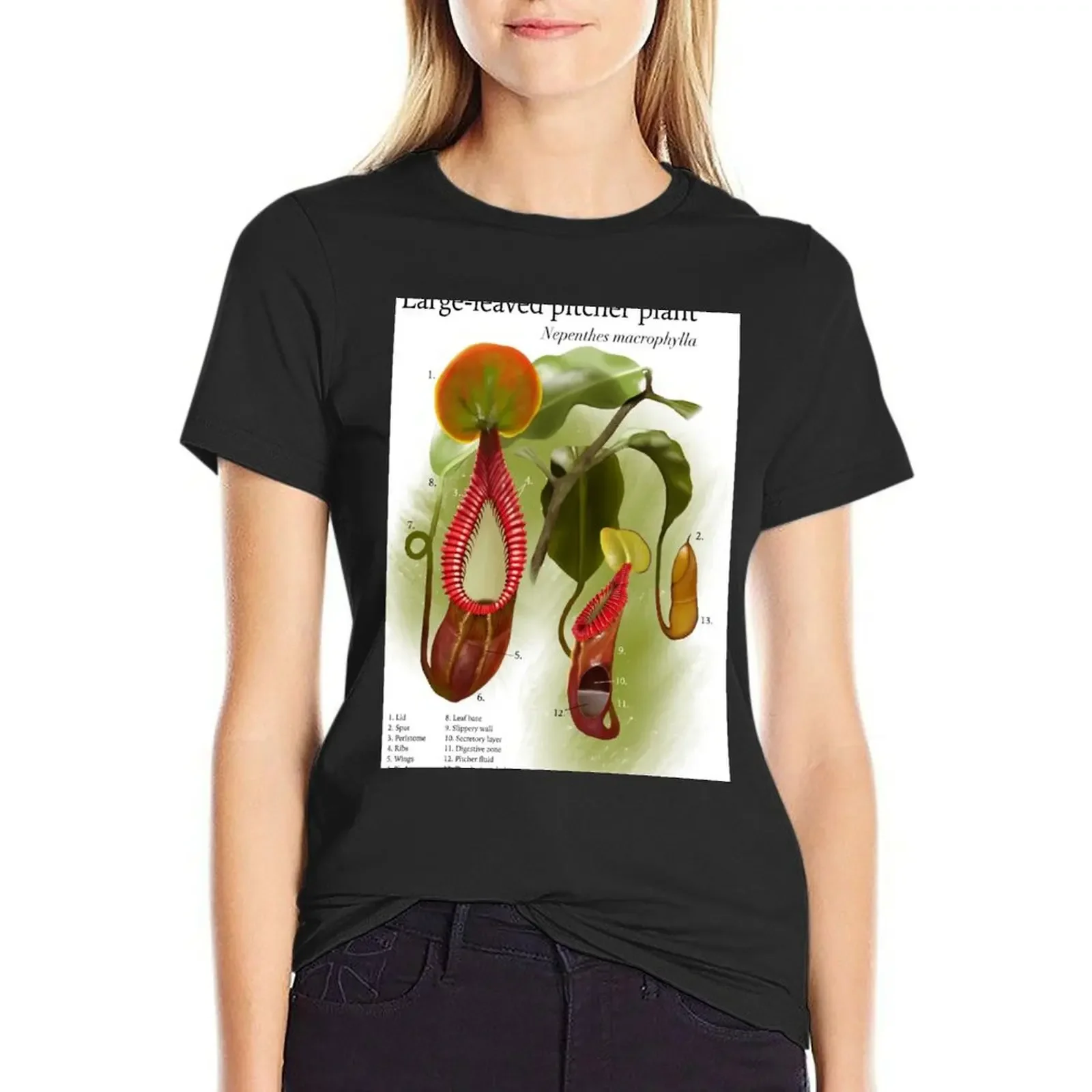 Nepenthes macrophylla T-Shirt oversized quick-drying cute clothes cat shirts for Women
Nepenthes macrophylla T-Shirt oversized quick-drying cute clothes cat shirts for Women