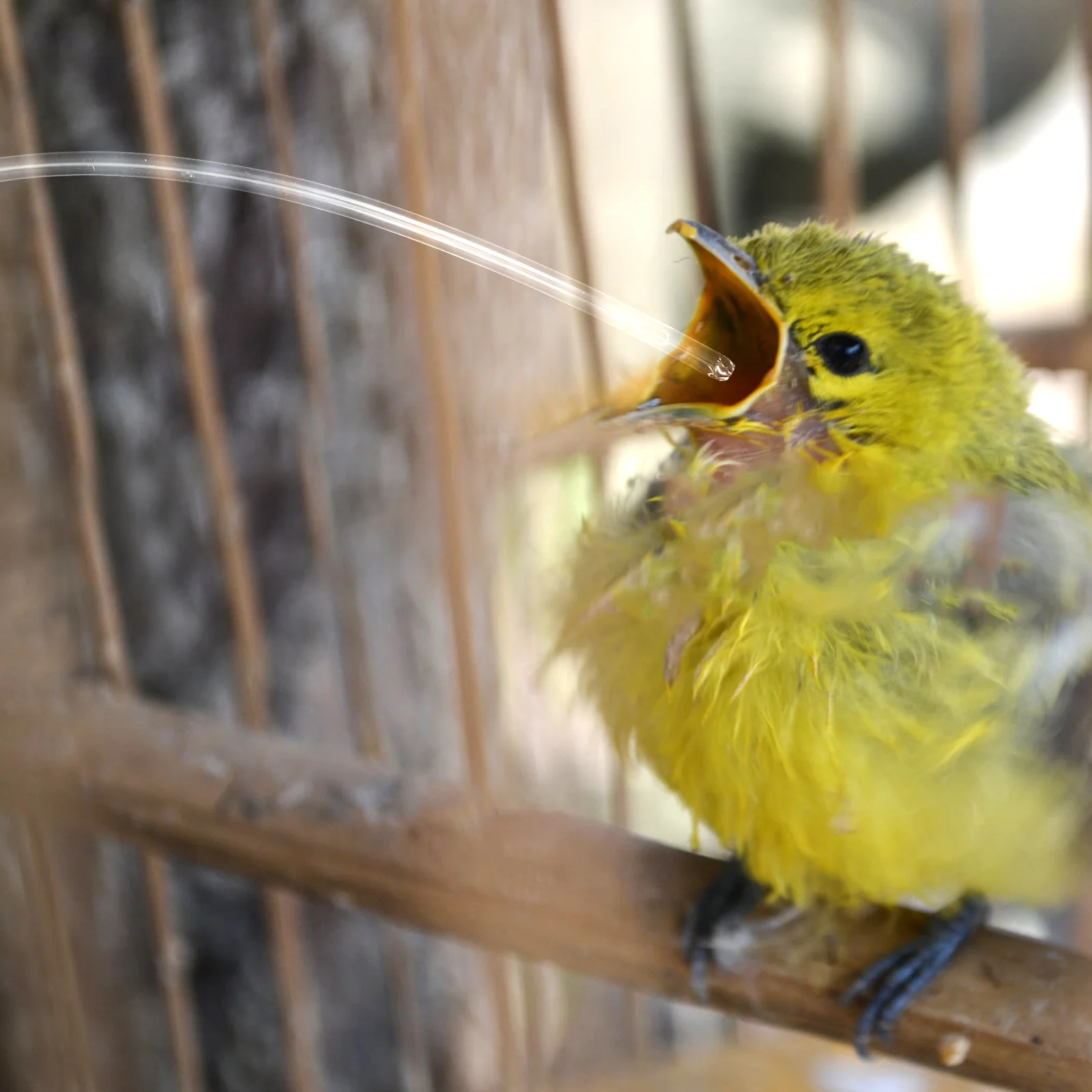 5pcs Pet Baby Birds Parrot Feeding Hose Lightweight Durable Easy Clean Bird Feeding Supplies Tools Fittings Pet
5pcs Pet Baby Birds Parrot Feeding Hose Lightweight Durable Easy Clean Bird Feeding Supplies Tools Fittings Pet