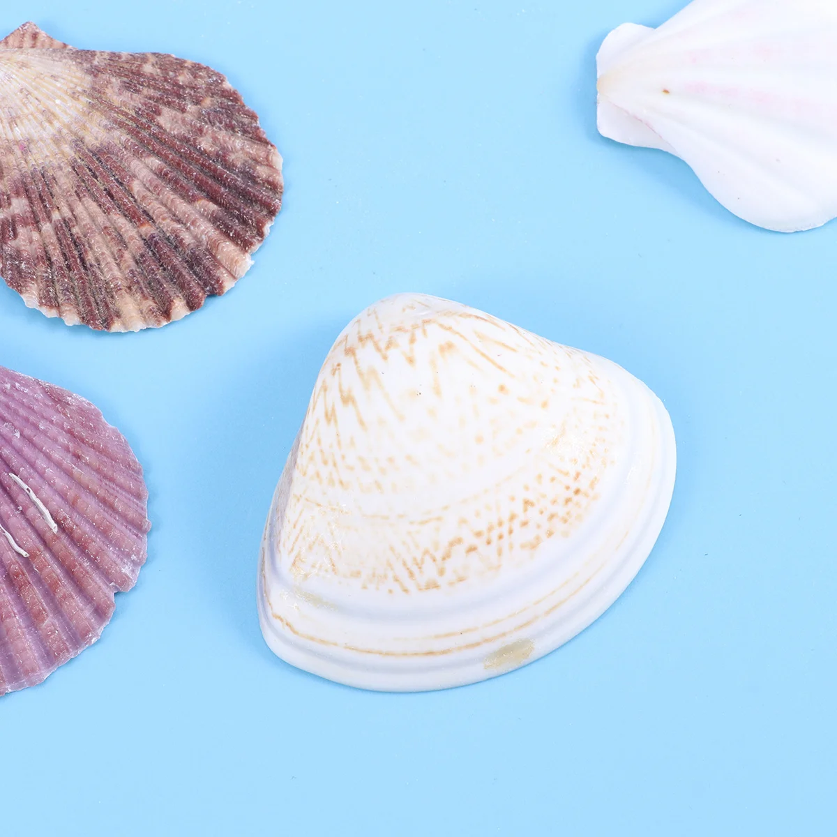 130Pcs Ocean Decoration Mini Sea Shells Colorful Exotic Sizes Combined for Jewelry Craft Beach Party Table Decor Marine Wind
130Pcs Ocean Decoration Mini Sea Shells Colorful Exotic Sizes Combined for Jewelry Craft Beach Party Table Decor Marine Wind