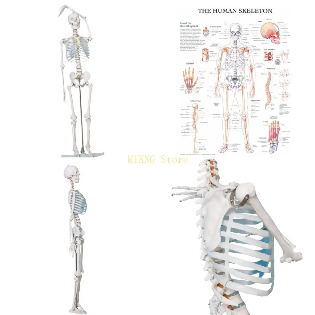 Life Size Human Skeleton Anatomy Model Anatomical Human Bone Model for Teaching best sale
Life Size Human Skeleton Anatomy Model Anatomical Human Bone Model for Teaching best sale