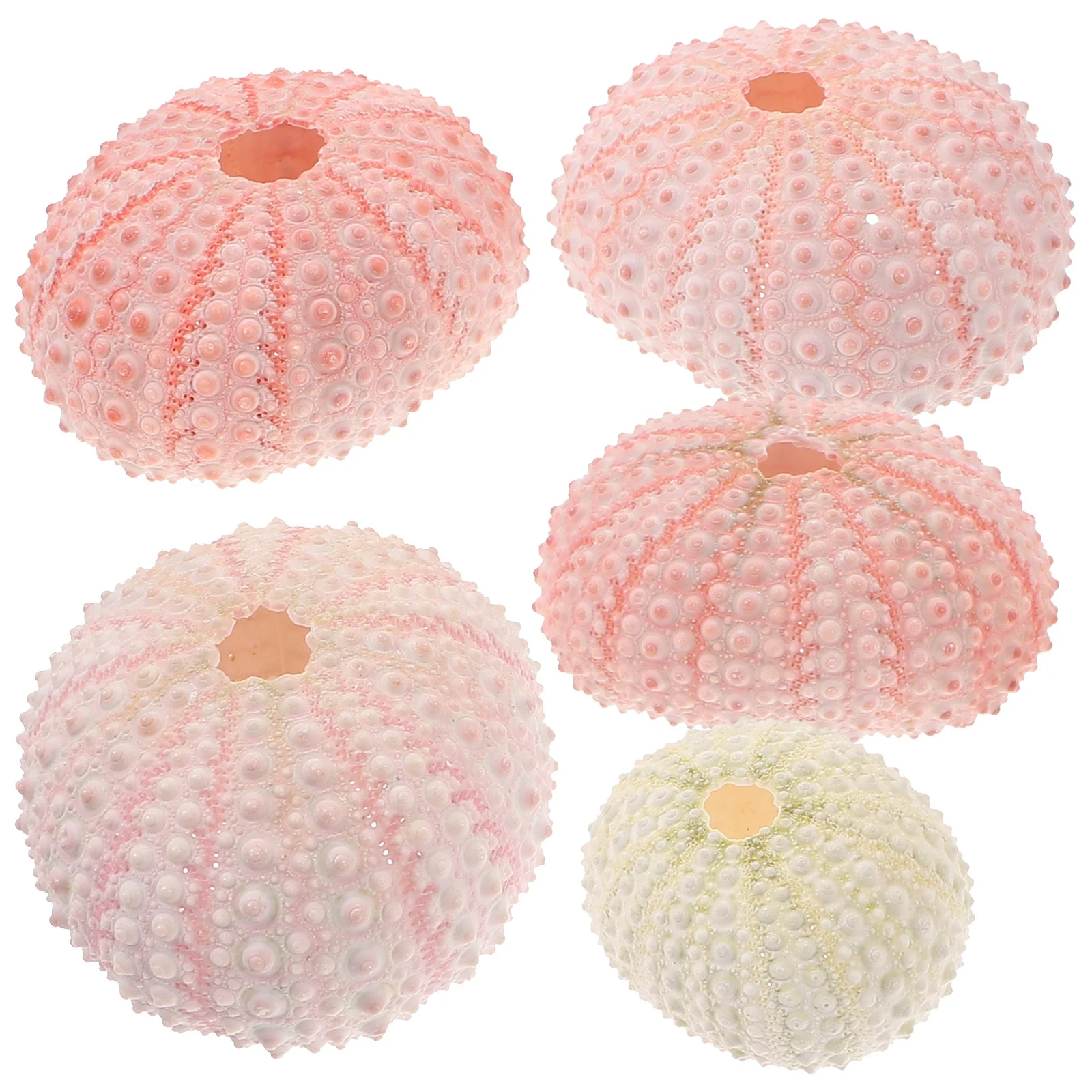 5Pcs Sea Urchin Shells Over 4Cm Natural for Air Plant Planting Pot DIY Hand Craft Material Succulents Growing Container Lovely
5Pcs Sea Urchin Shells Over 4Cm Natural for Air Plant Planting Pot DIY Hand Craft Material Succulents Growing Container Lovely