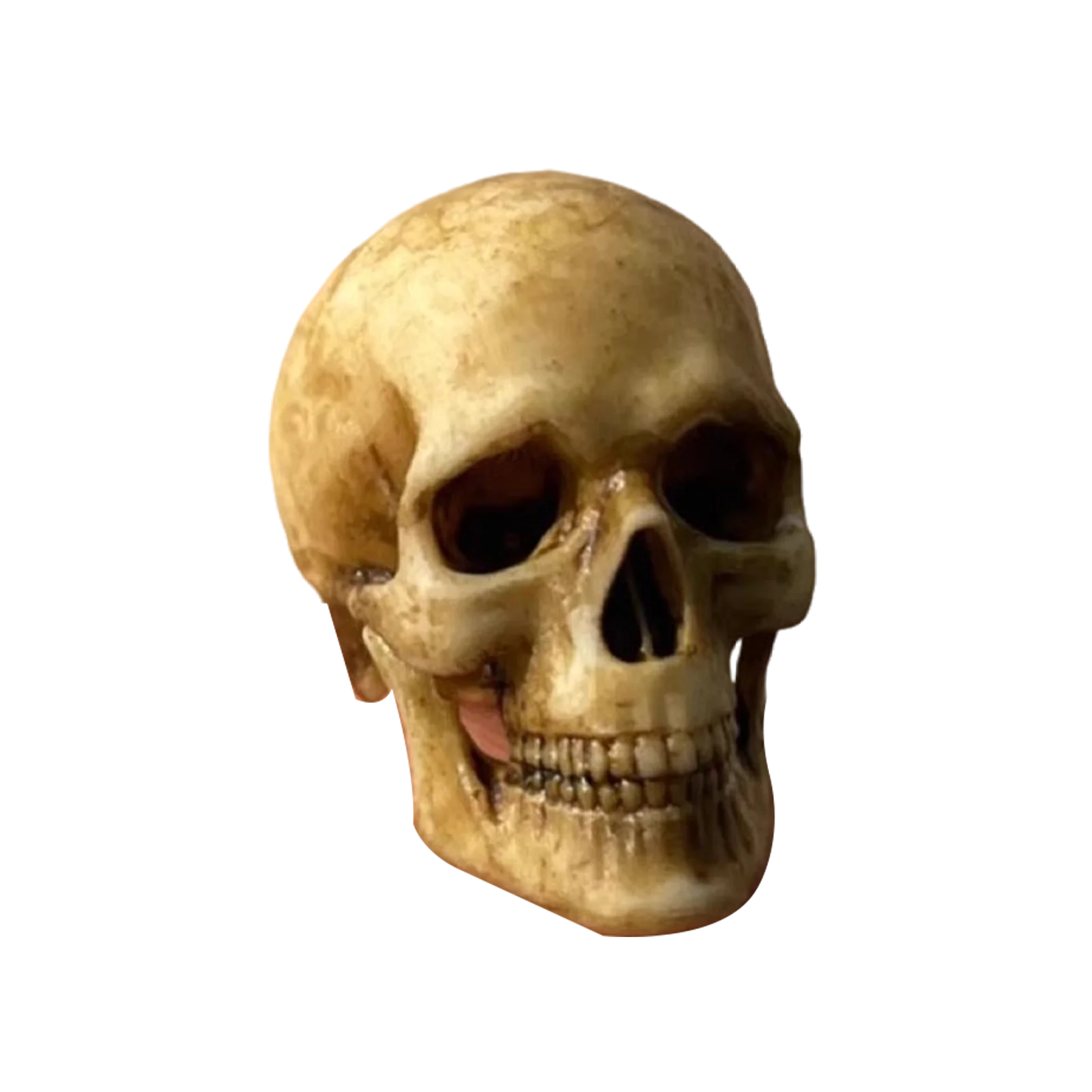 1/12 Scale Human Skeleton PVC Model DIY Handmade Accessory for 12 Inch Action Figure Scene Decoration Toy
1/12 Scale Human Skeleton PVC Model DIY Handmade Accessory for 12 Inch Action Figure Scene Decoration Toy