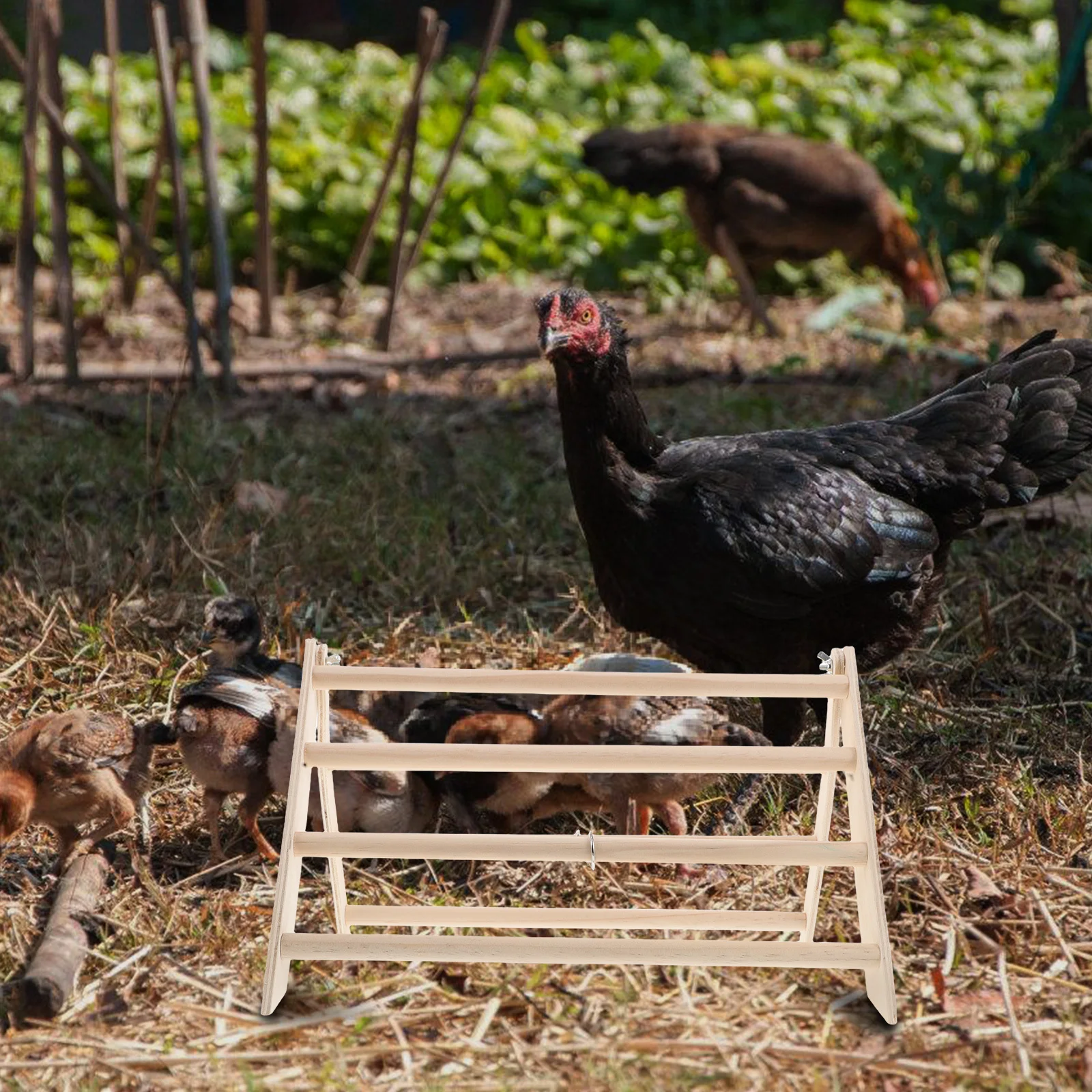 Chicken Perch Stand Wooden Rooster Hen Coop Must Haves Care Enrichment Chick Ramp Cage Wood Supplies
Chicken Perch Stand Wooden Rooster Hen Coop Must Haves Care Enrichment Chick Ramp Cage Wood Supplies
