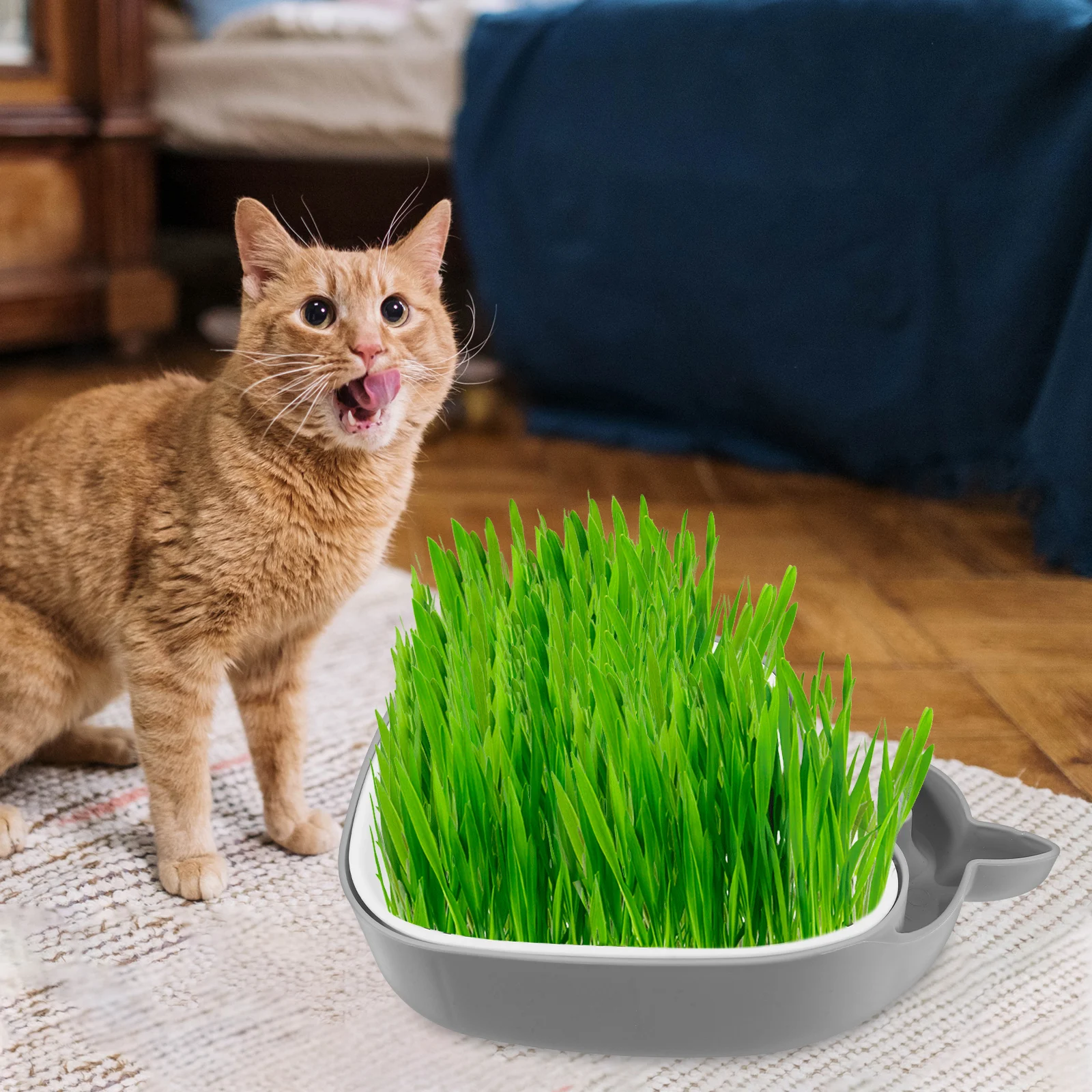 Cat Grass Box Hydroponic Planter 1 Layer Grey Practical Pot Nursery Container Soilless Cat Plant Box For Home Pet Use
Cat Grass Box Hydroponic Planter 1 Layer Grey Practical Pot Nursery Container Soilless Cat Plant Box For Home Pet Use