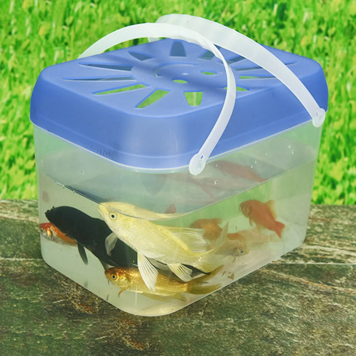 Transparent PP Plastic Fish Tank Small Compact Portable Durable for Home Office Small Pet Nest Decoration Fish Tank 
Transparent PP Plastic Fish Tank Small Compact Portable Durable for Home Office Small Pet Nest Decoration Fish Tank