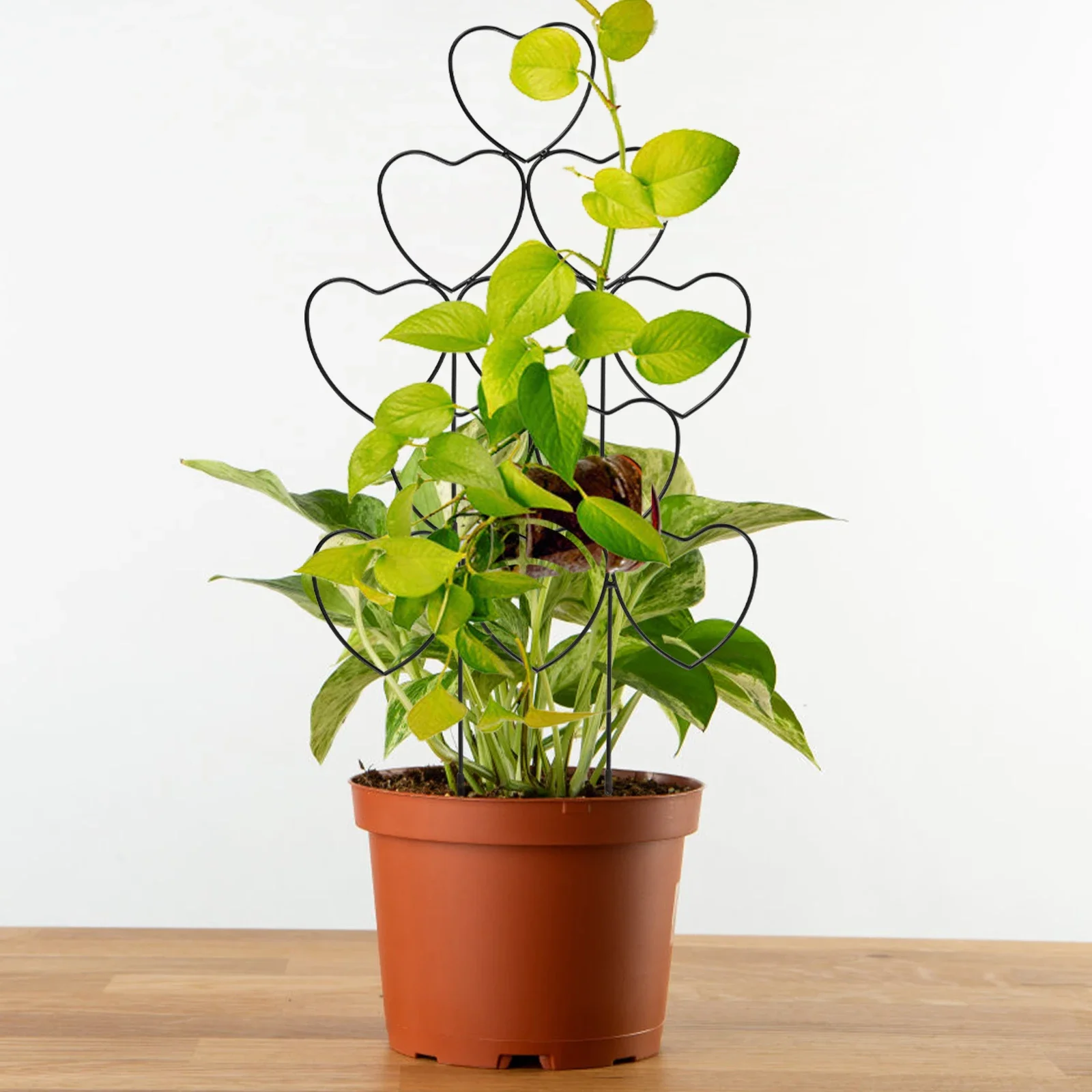 5PCS Iron Garden Trellis Stackable Metal Trellis Rust Resistant Climbing Trellis Sturdy Garden Pot Indoor Trellis with 10 Ties
5PCS Iron Garden Trellis Stackable Metal Trellis Rust Resistant Climbing Trellis Sturdy Garden Pot Indoor Trellis with 10 Ties