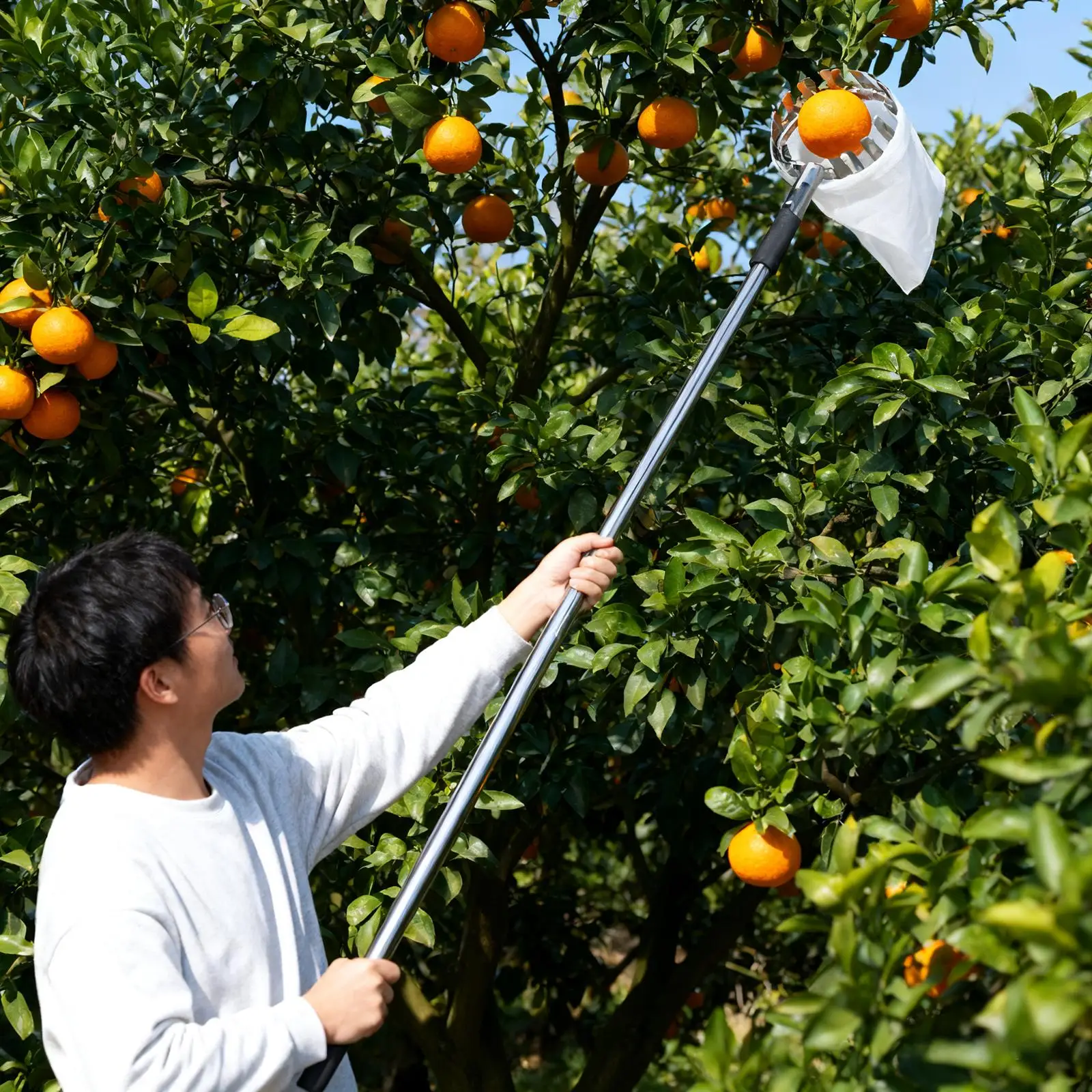 Fruit Picker Extended Length with Collection Bag for Pear Orange Guavas
Fruit Picker Extended Length with Collection Bag for Pear Orange Guavas