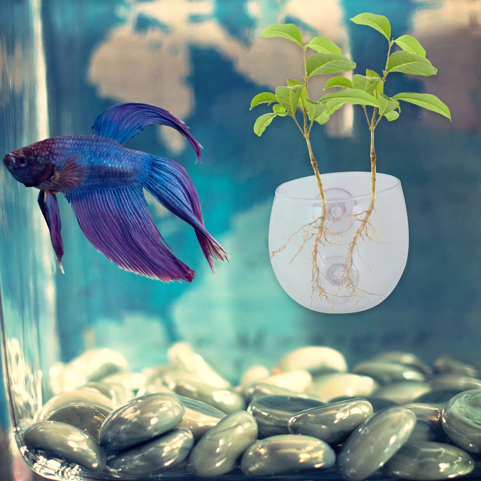 Mini Planter 6.5X6.5X6Cm Suction Cup Aquarium Plant Holder Transparent Bowl For Fish Tank Mountable Water Plant
Mini Planter 6.5X6.5X6Cm Suction Cup Aquarium Plant Holder Transparent Bowl For Fish Tank Mountable Water Plant