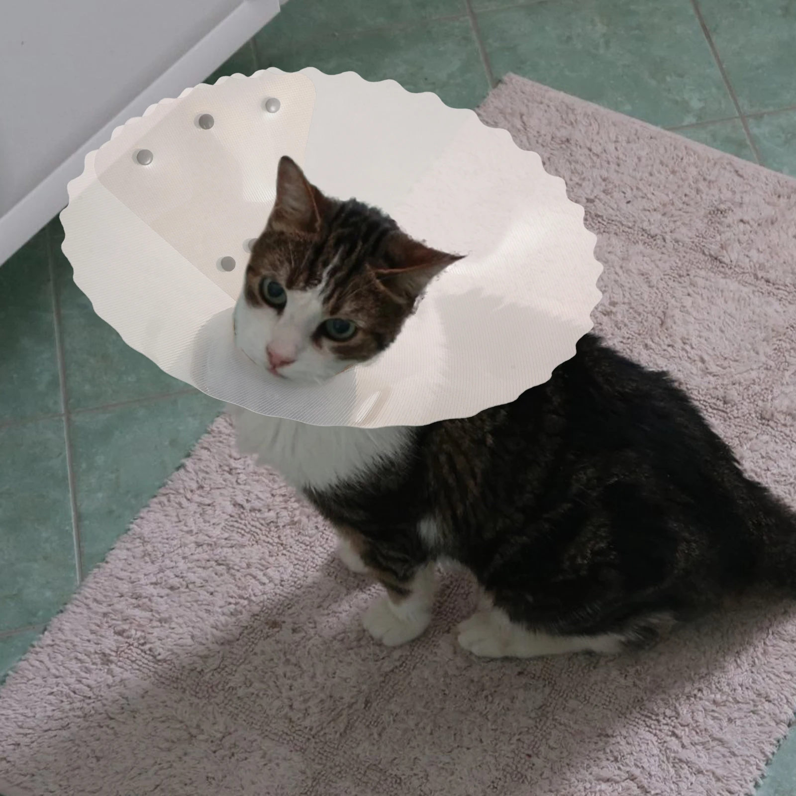 Elizabethan Collar For Cats Small Dogs Adjustable Lightweight Recovery Cone Transparent Soft -Surgery
Elizabethan Collar For Cats Small Dogs Adjustable Lightweight Recovery Cone Transparent Soft -Surgery