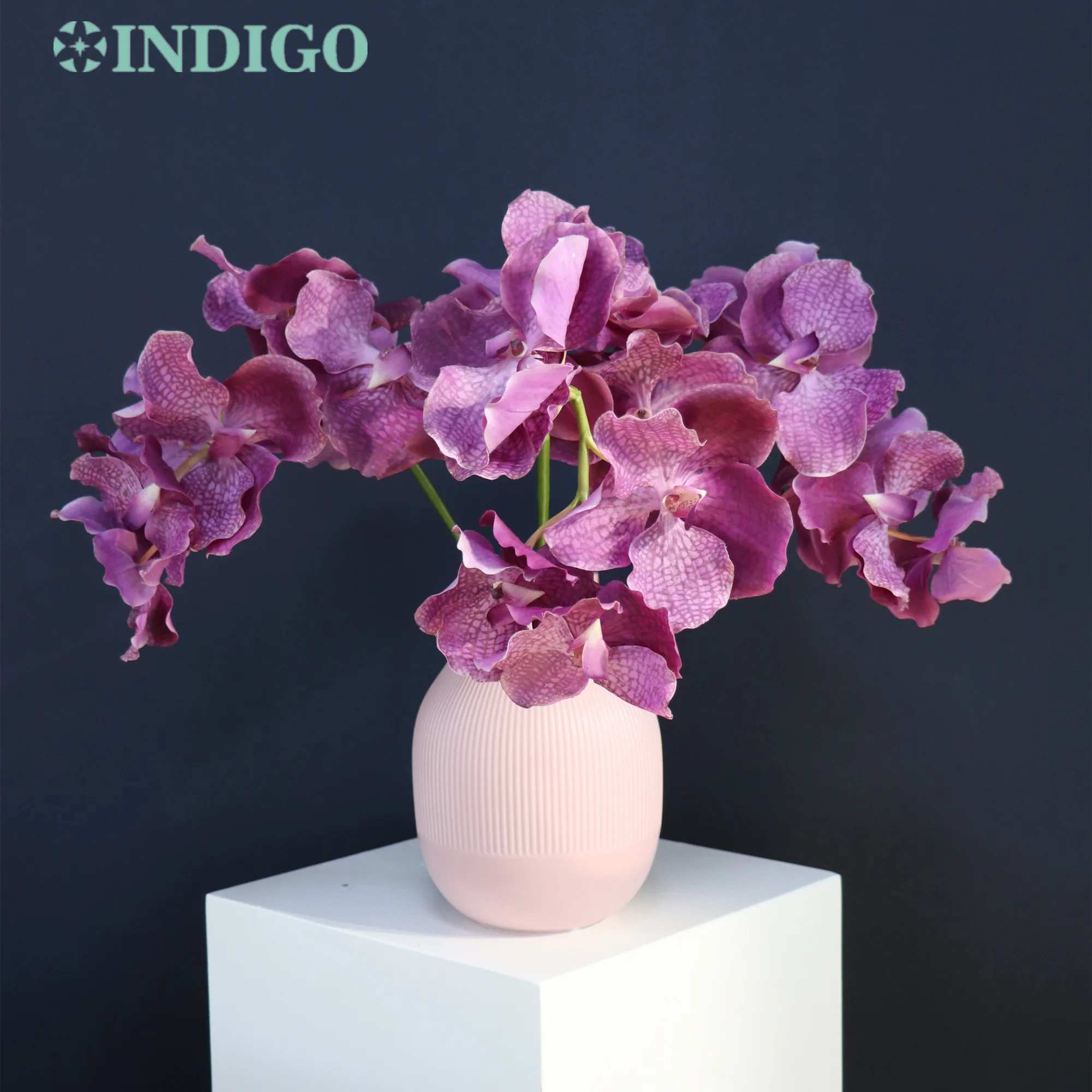INDIGO-Artificial Vanda Orchid Petal for Wedding Decoration, Purple, Real Touch, Latex Coating,Flower for Floral Event, Party
INDIGO-Artificial Vanda Orchid Petal for Wedding Decoration, Purple, Real Touch, Latex Coating,Flower for Floral Event, Party