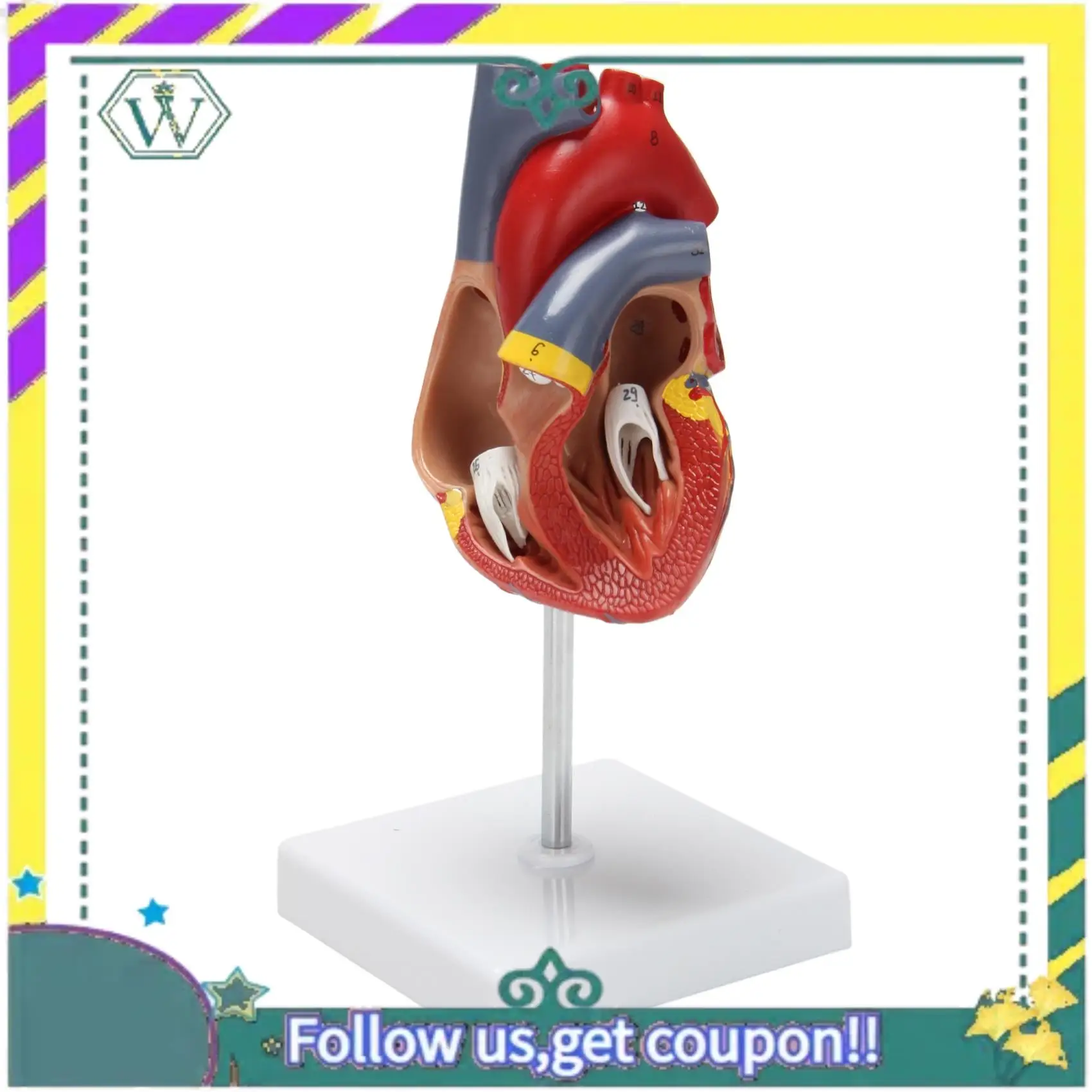 NEW 1: 1 Human Heart Model, Anatomically Accurate Heart Model Life Size Human Skeleton Anatomy For Science Classroom Study Displ
NEW 1: 1 Human Heart Model, Anatomically Accurate Heart Model Life Size Human Skeleton Anatomy For Science Classroom Study Displ