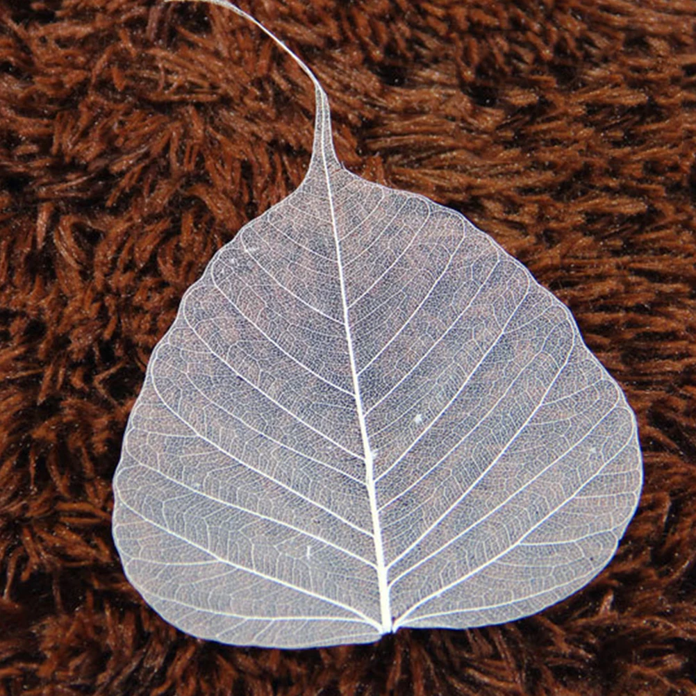 10pcs Leaf Vein Bookmark Materials DIY Crafts Tree Leaves Specimen Natural Dried Plant Stickers Flower Bookmarks 
10pcs Leaf Vein Bookmark Materials DIY Crafts Tree Leaves Specimen Natural Dried Plant Stickers Flower Bookmarks
