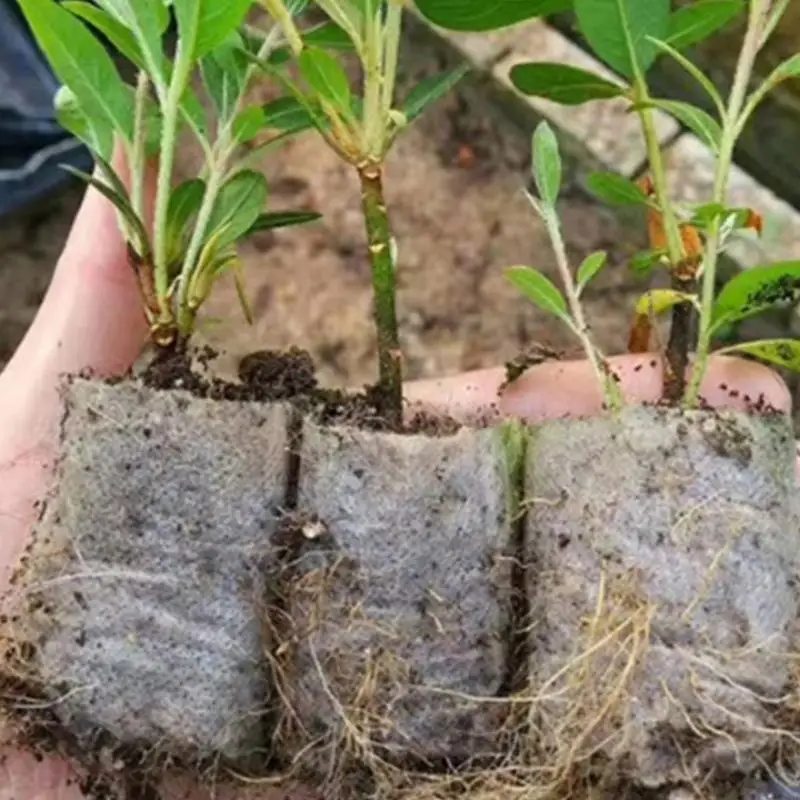 100Pcs Starter Bags Small Nonwoven Nursery Plant Grow Bags Fabric Seedling Bags Pots for Plant C5AD
100Pcs Starter Bags Small Nonwoven Nursery Plant Grow Bags Fabric Seedling Bags Pots for Plant C5AD