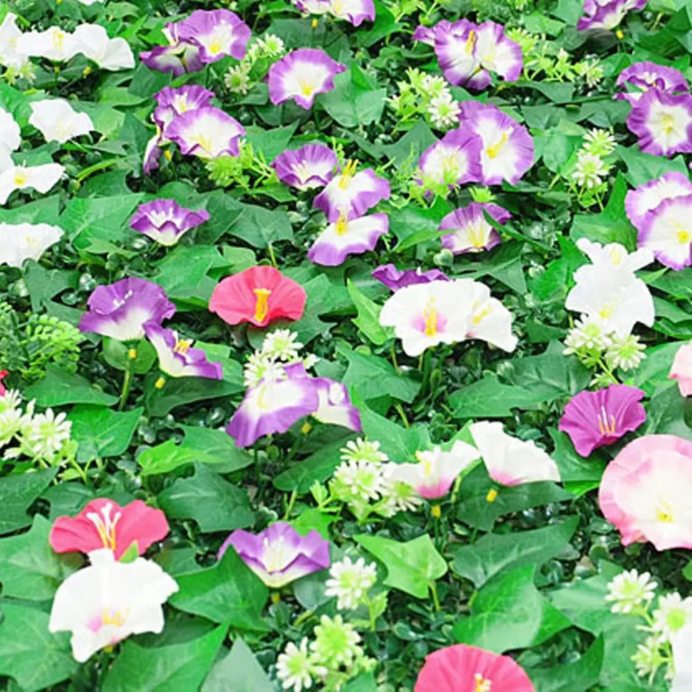 Morning Glory Artificial Plants Wall Panel 60x40cm DIY Background Fake Lawn Carpet Lifelike UV Resistant Fake Green Grass Mat
Morning Glory Artificial Plants Wall Panel 60x40cm DIY Background Fake Lawn Carpet Lifelike UV Resistant Fake Green Grass Mat