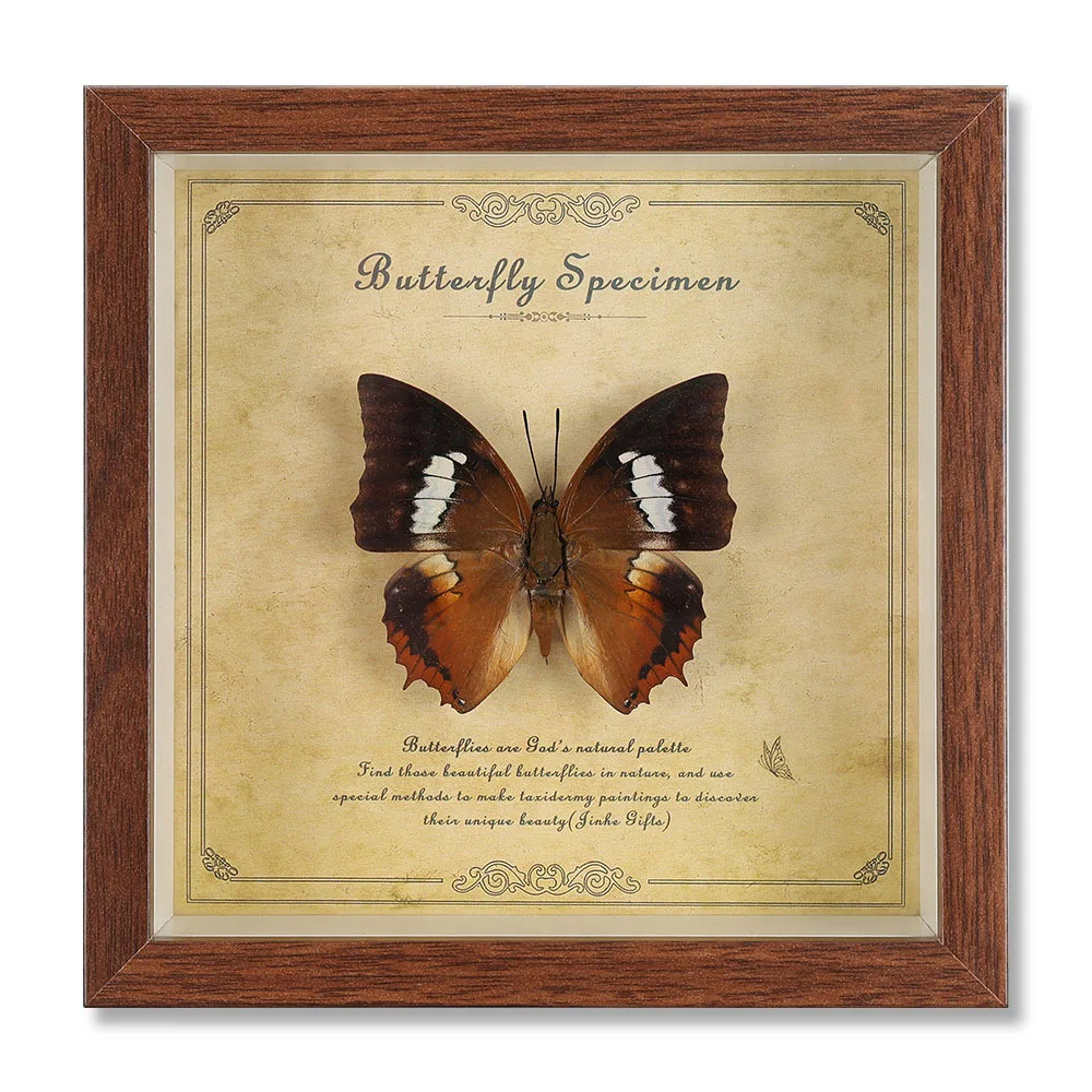 Real Butterfly Specimen Display, 6 Inch Wooden Frame Wall Art, Vintage Butterfly Decor for Desk, Shelf, Home Gift
Real Butterfly Specimen Display, 6 Inch Wooden Frame Wall Art, Vintage Butterfly Decor for Desk, Shelf, Home Gift