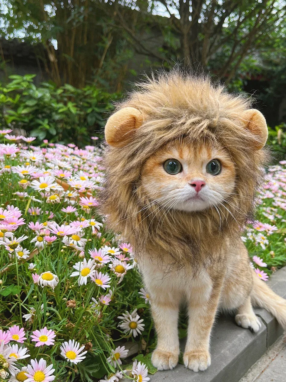 Cute Pet Hairpieces, Cats & Dogs Funny Lion Headwear Suitable for Clothing Styling Party and Fun Outfits.
Cute Pet Hairpieces, Cats & Dogs Funny Lion Headwear Suitable for Clothing Styling Party and Fun Outfits.