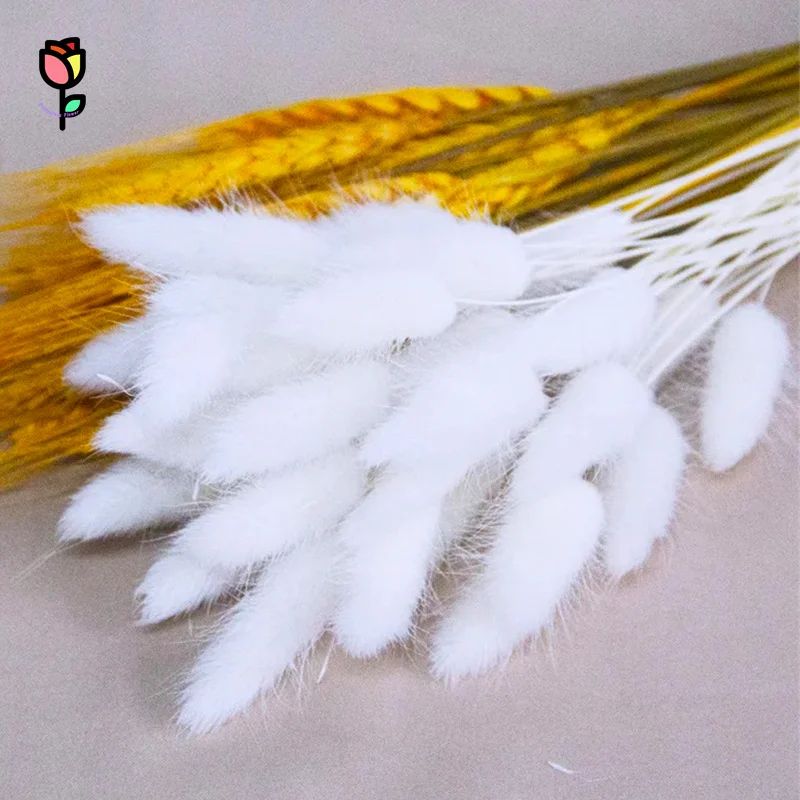 Natural Dried Wheat Pampas Grass Bunny Tail Grass Eucalyptus Autumn Bouquet Home Decoration Lagurus Ovatus Wedding Decorate
Natural Dried Wheat Pampas Grass Bunny Tail Grass Eucalyptus Autumn Bouquet Home Decoration Lagurus Ovatus Wedding Decorate 