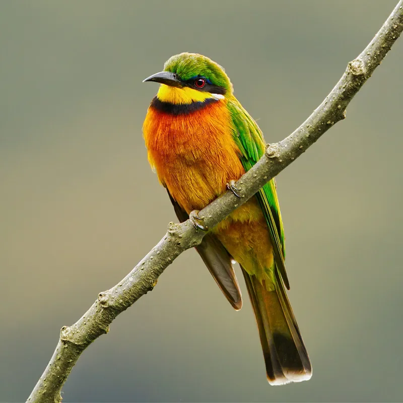 BETAFPV Pavo Pico II O4 Air Unit Bracket II + Shock Absorbing Balls Kit – Vibration-Free FPV Footage
BETAFPV Pavo Pico II O4 Air Unit Bracket II + Shock Absorbing Balls Kit – Vibration-Free FPV Footage