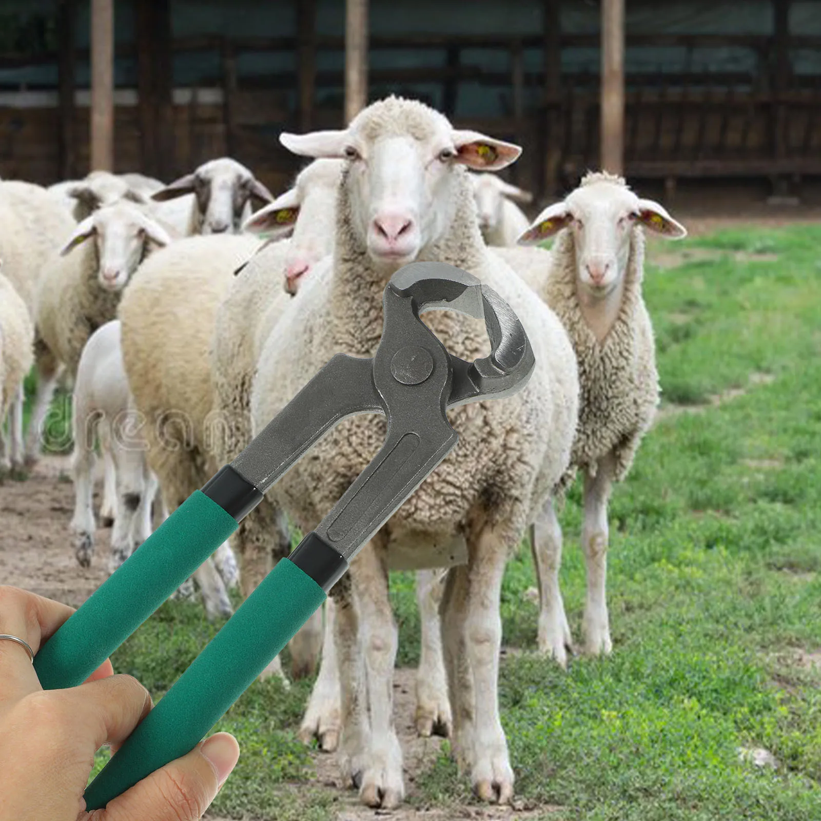 Stainless Steel Abs Portable Cattle Horse Hoof Shear Horseshoe Repair Tool Trim File Cutter Dark Green Professional Durable
Stainless Steel Abs Portable Cattle Horse Hoof Shear Horseshoe Repair Tool Trim File Cutter Dark Green Professional Durable