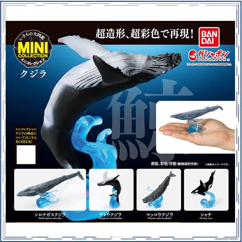 BANDAI Anime Biological Encyclopedia Blue Whale Tiger Shark GASHAPON Christmas Gifts Genuine Action Figure Model Toys in Shelf
BANDAI Anime Biological Encyclopedia Blue Whale Tiger Shark GASHAPON Christmas Gifts Genuine Action Figure Model Toys in Shelf