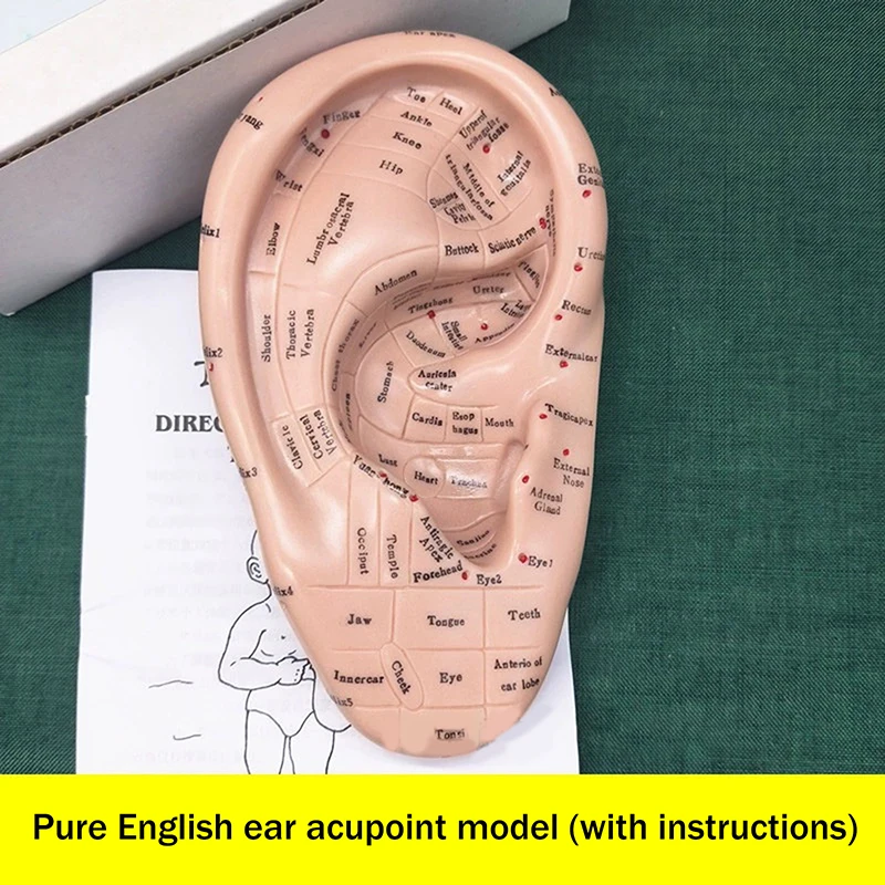 1pc PVC Soft Auricular Ear Model Acupoint Learning Tool Massage Therapy Practice Human Body Structure Teaching Aid Medical
1pc PVC Soft Auricular Ear Model Acupoint Learning Tool Massage Therapy Practice Human Body Structure Teaching Aid Medical