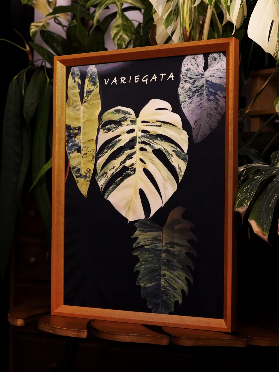 Simple Plant Spectrum Original id Artwork Wall Decorative Painting Birthday Gift Plant Atlas Retro Sle Framed Home Decor
Simple Plant Spectrum Original id Artwork Wall Decorative Painting Birthday Gift Plant Atlas Retro Sle Framed Home Decor