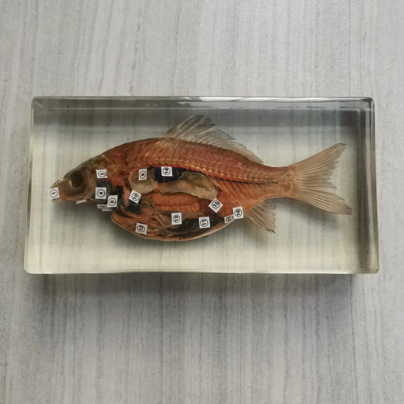 Real Insects Butterflies Insect Fish Anatomical Specimen Transparent Resin Specimens Teaching Beach Decorations for Home
Real Insects Butterflies Insect Fish Anatomical Specimen Transparent Resin Specimens Teaching Beach Decorations for Home