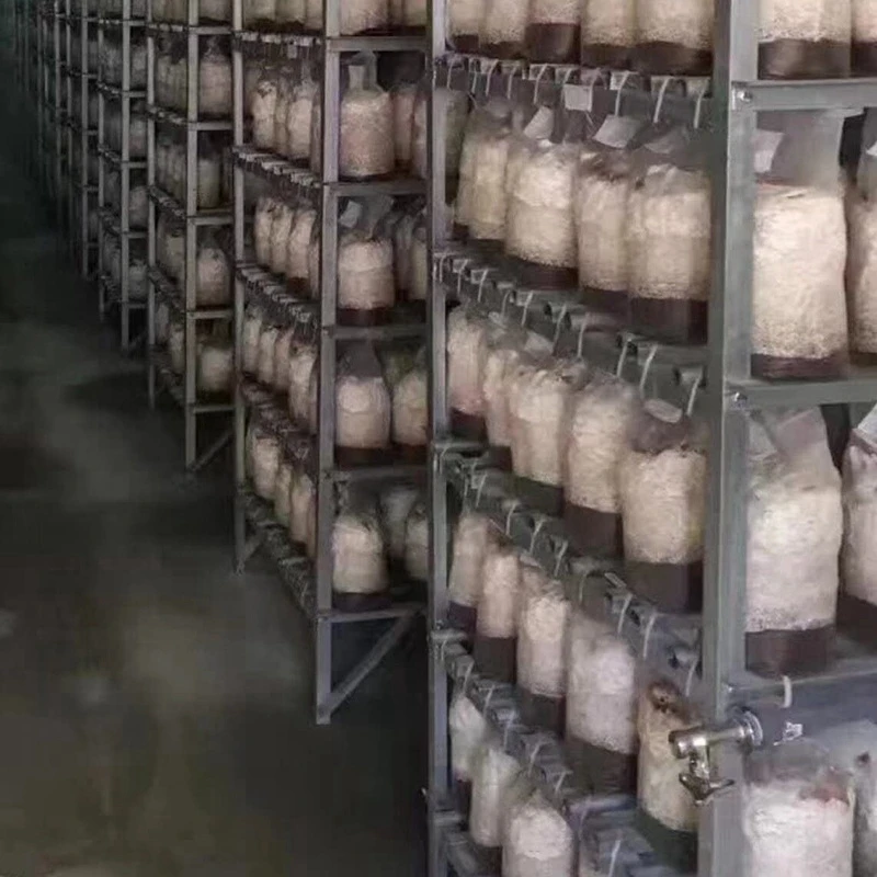 Cultivation Bags100Pcs Mushroom Growing Bag Spawn Bags Thick 6 Bags 5.9inchx13.8inch 0.2 Micrometre Filter
Cultivation Bags100Pcs Mushroom Growing Bag Spawn Bags Thick 6 Bags 5.9inchx13.8inch 0.2 Micrometre Filter
