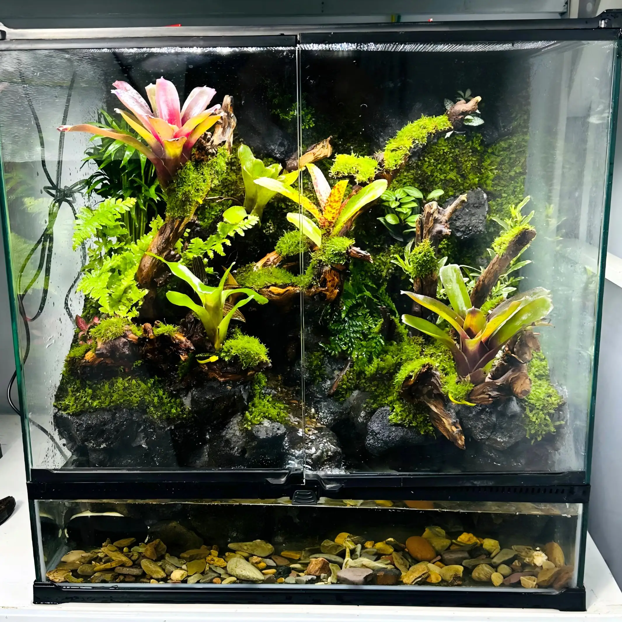 Ecological Stagnant Water Pineapple Plant Rainforest Tank Landscaping Desktop Moss Tree Frog Flowing Water Small Fish Micro
Ecological Stagnant Water Pineapple Plant Rainforest Tank Landscaping Desktop Moss Tree Frog Flowing Water Small Fish Micro
