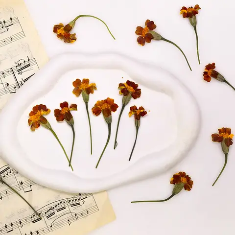 12PCS 3-7cm Marigold with Leaves Pressed Flowers for Resin Mold Making Natural Real Dried Flowers Phone Case Making
