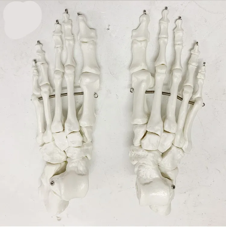 1pair 1:1 Flexible Human Foot Bone Model Foot Sole Joints of Orthopedics Teaching for Medical
1pair 1:1 Flexible Human Foot Bone Model Foot Sole Joints of Orthopedics Teaching for Medical