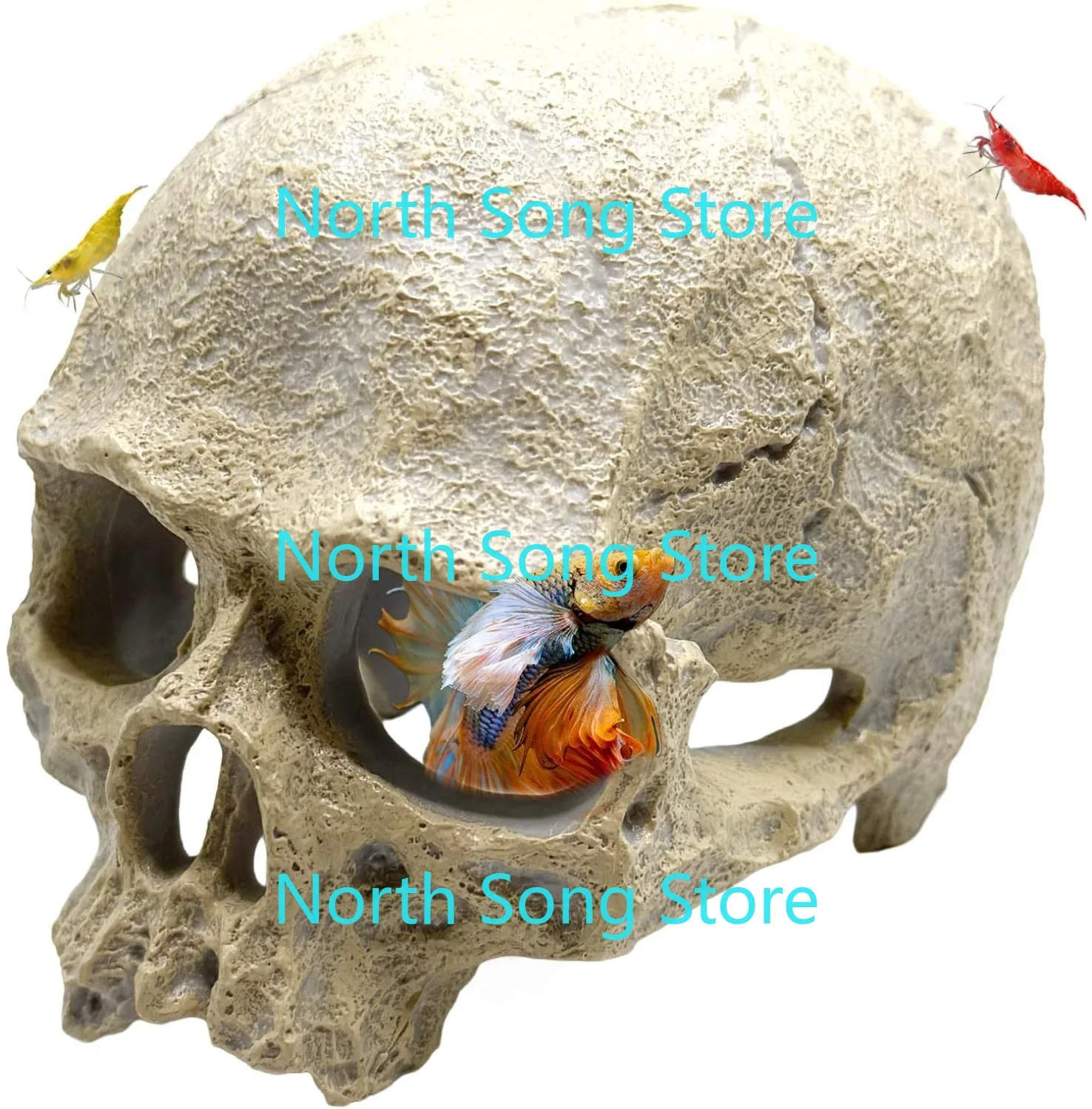 Аквариумный декор человеческого черепа для рыбы Бетта, тонущая скрывающая креветка
Аквариумный декор человеческого черепа для рыбы Бетта, тонущая скрывающая креветка