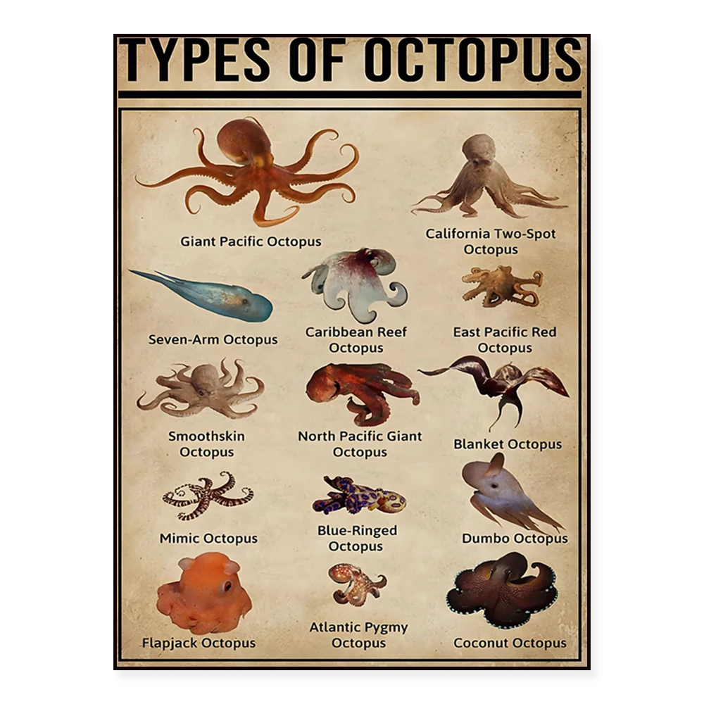 Types of octopus, octopus knowledge vintage poster, fisherman's reference guide home farmhouse wall decor
Types of octopus, octopus knowledge vintage poster, fisherman's reference guide home farmhouse wall decor