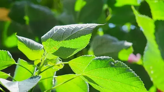 GEPRC MATEN 5.8G 1.6W VTX 72CH 1600Mw FPV Video Transmitter Built-In Mic PAL/NTSC For FPV Long Range Racing Drone Accessories RC
GEPRC MATEN 5.8G 1.6W VTX 72CH 1600Mw FPV Video Transmitter Built-In Mic PAL/NTSC For FPV Long Range Racing Drone Accessories RC