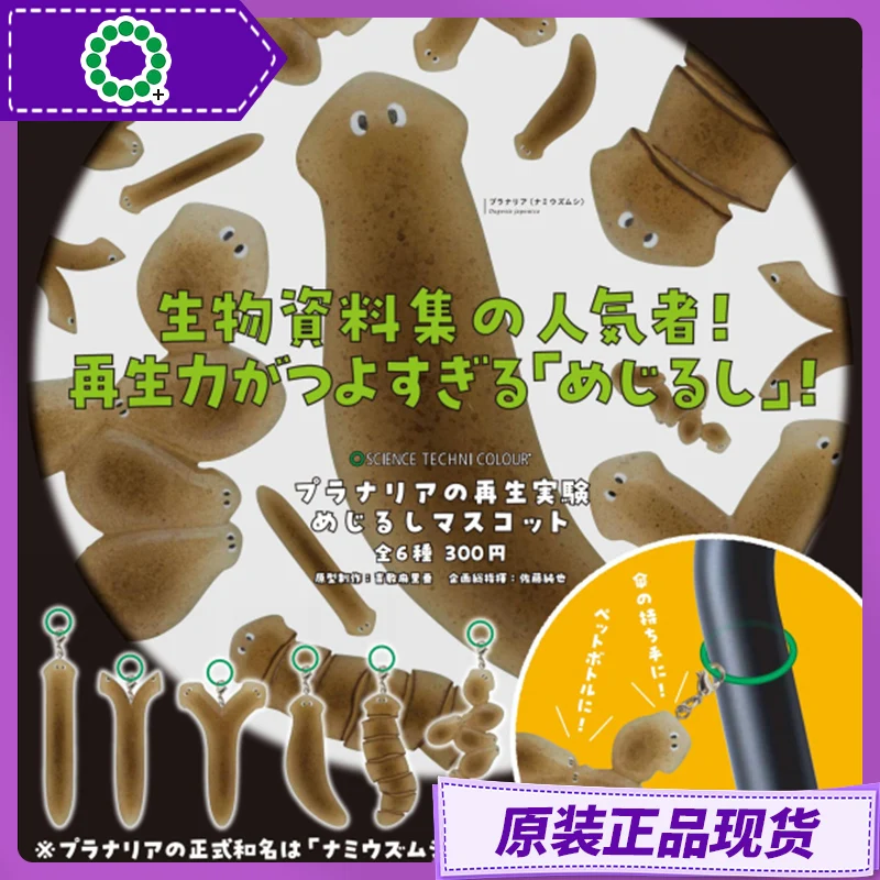 In Stock Official Kitan Club Gashapon - Ikimon Planarian Regeneration Experiment Umbrella Marker Mini Bag Charm 
In Stock Official Kitan Club Gashapon - Ikimon Planarian Regeneration Experiment Umbrella Marker Mini Bag Charm