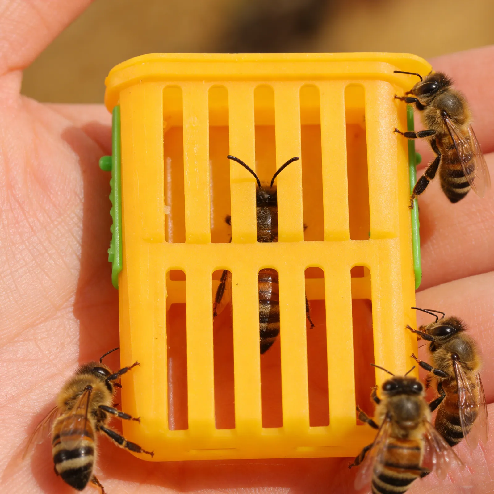 50Pcs Beekeeping Queen Cage Kit - Sturdy Plastic Rearing Box for Safe Transport and Controlled Breeding Environment - Essential
50Pcs Beekeeping Queen Cage Kit - Sturdy Plastic Rearing Box for Safe Transport and Controlled Breeding Environment - Essential
