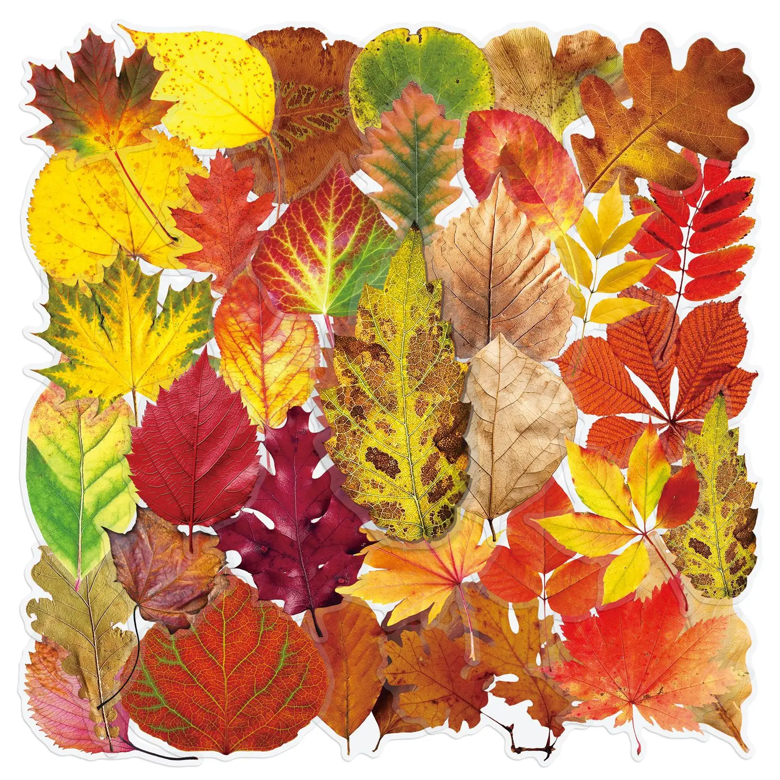 50PCS Transparent Fallen Leaf Stickers Creative PET Decorative Mobile Phone Case Notebook Water Cup Graffiti Waterproof Toy Gift
50PCS Transparent Fallen Leaf Stickers Creative PET Decorative Mobile Phone Case Notebook Water Cup Graffiti Waterproof Toy Gift