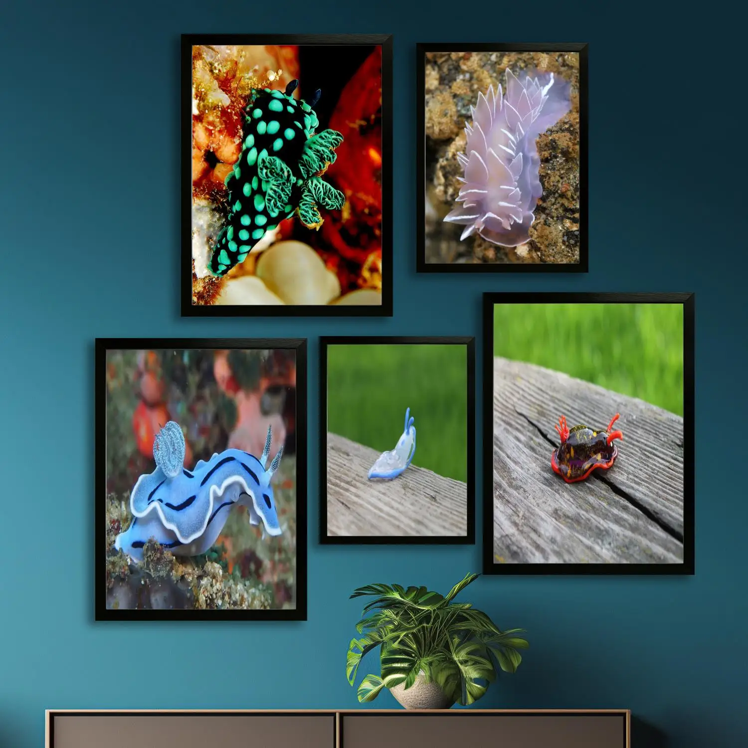 Плакат на холсте nudibranch, настенное искусство, печать с изображением, современная семья, декор для спальни, постеры, декоративная живопись
Плакат на холсте nudibranch, настенное искусство, печать с изображением, современная семья, декор для спальни, постеры, декоративная живопись