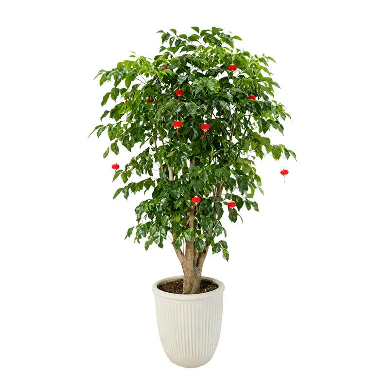 Simple Vertical-Striped Round Flower Pot: Indoor & Outdoor Planter for Greenery, Gardening Decoration
Simple Vertical-Striped Round Flower Pot: Indoor & Outdoor Planter for Greenery, Gardening Decoration