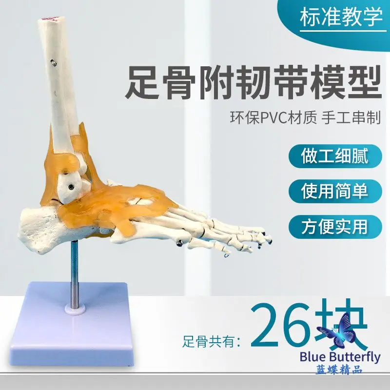 Foot bone model, foot bone model, adult foot joint function model, human foot joint accessory ligament
Foot bone model, foot bone model, adult foot joint function model, human foot joint accessory ligament