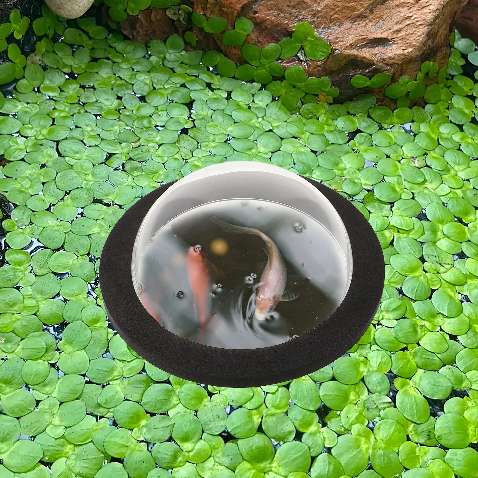 Pond Floating Cover Small Fish Dome Garden Outdoor Acrylic Above Surface Pond Fish Dome floating plant ring aquarium transparent
Pond Floating Cover Small Fish Dome Garden Outdoor Acrylic Above Surface Pond Fish Dome floating plant ring aquarium transparent