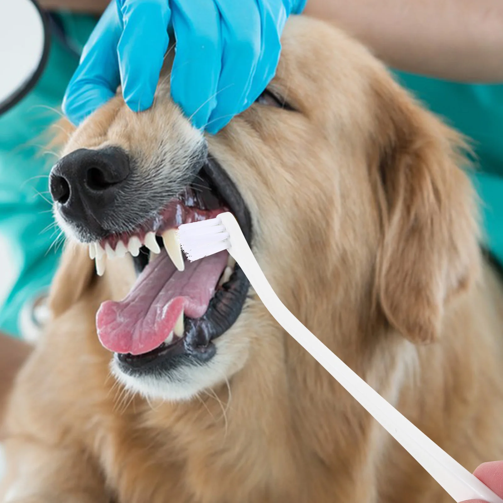 Dog Oral Cleaning Toothbrush Ergonomic Handle Soft Bristles Pet Mouth Care Tool For Small Dogs Portable Dense Brush Teeth
Dog Oral Cleaning Toothbrush Ergonomic Handle Soft Bristles Pet Mouth Care Tool For Small Dogs Portable Dense Brush Teeth