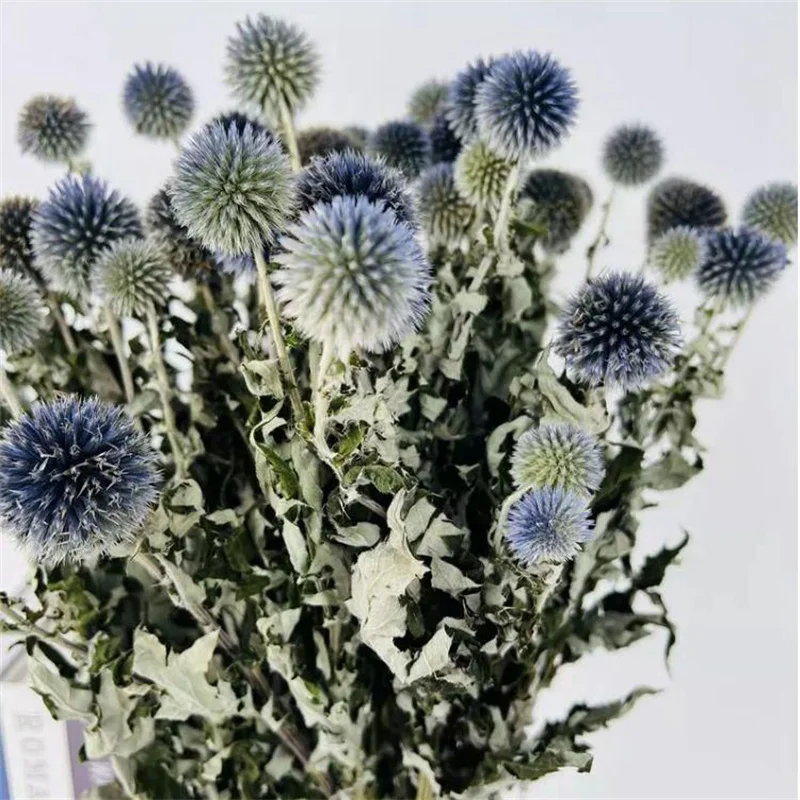 Blue Planet Dried Flower Decoration Coffee Table Flower Arrangement Natural Plants INS Nordic Home Decor DIY Wedding Bouquet
Blue Planet Dried Flower Decoration Coffee Table Flower Arrangement Natural Plants INS Nordic Home Decor DIY Wedding Bouquet