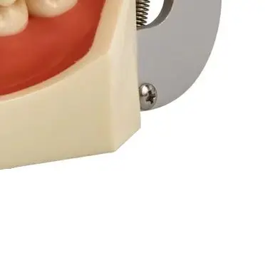 Dental Practice Model Teeth Model For Dental Technician Students Training Studying Dentist Typodont Model With Removable Tooth
Dental Practice Model Teeth Model For Dental Technician Students Training Studying Dentist Typodont Model With Removable Tooth