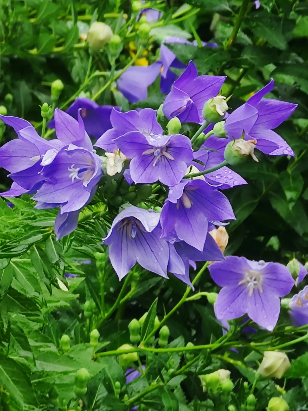 Brushless Electric Turbo Blowers with LED Display 180° Swivel Handheld High-Power Wireless Turbine Blower for Home Use
Brushless Electric Turbo Blowers with LED Display 180° Swivel Handheld High-Power Wireless Turbine Blower for Home Use